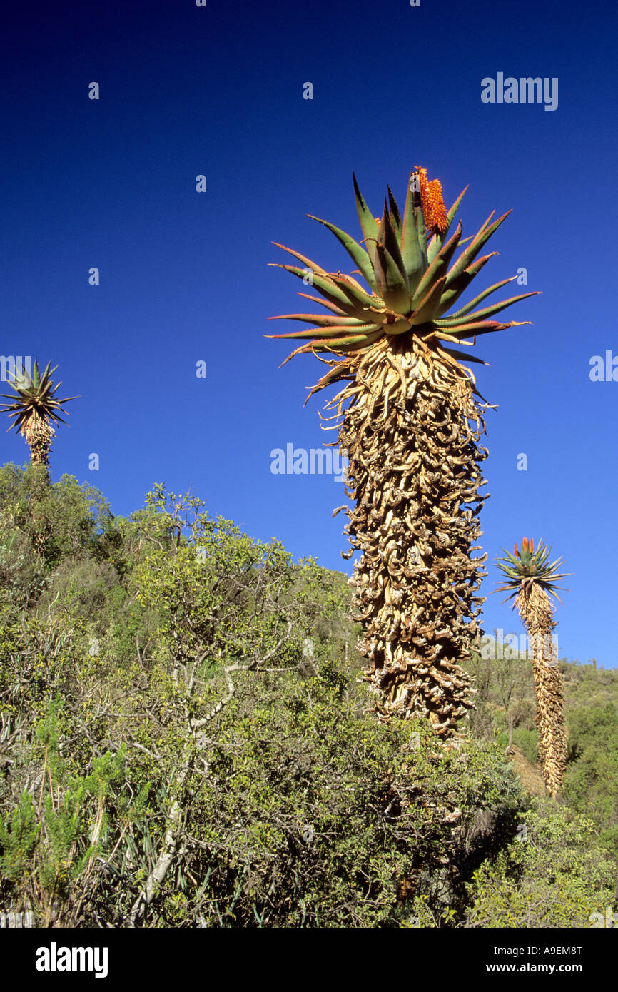 Cape Aloe, amaro aloe (Aloe ferox). Contiene le stesse sostanze come aloe vera, ma in una concentrazione più elevata Foto Stock