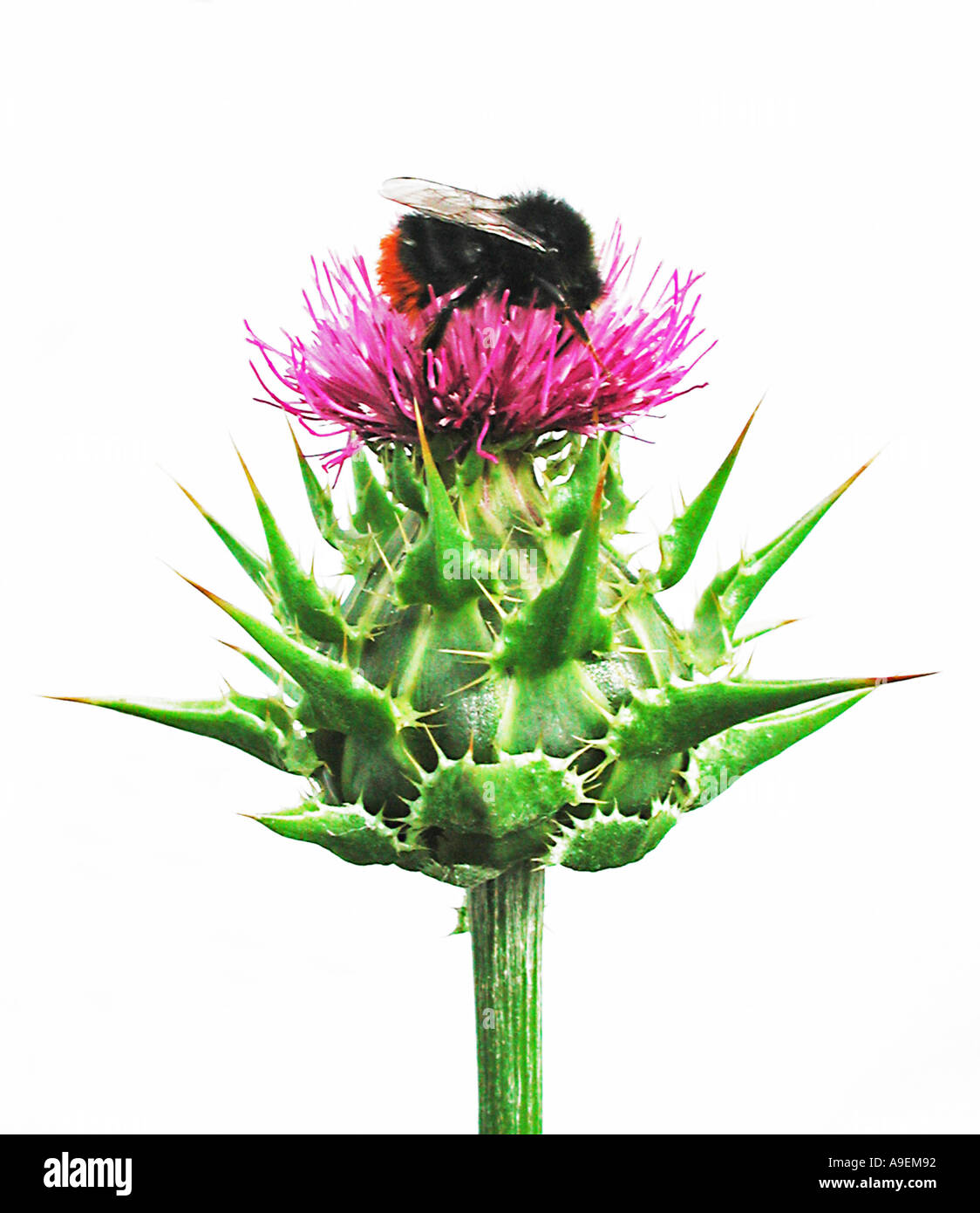 Nome comune cardo mariano beata Maria thistle nome latino Silybum marianum Foto Stock