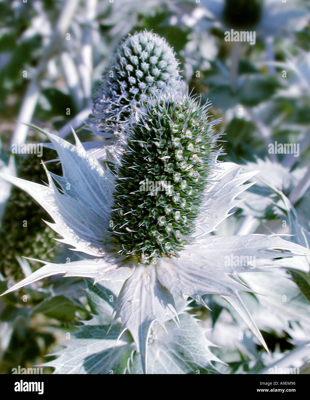 Nome comune mare holly nome latino Eryngium x oliverianum Foto Stock