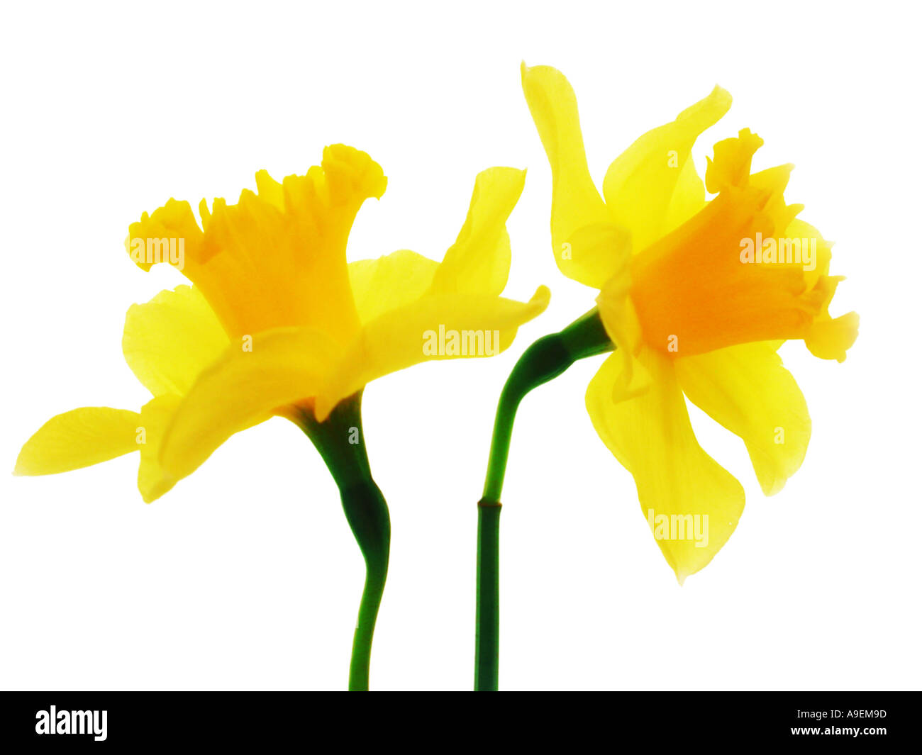 Nome comune Daffodil nome latino di narciso Foto Stock