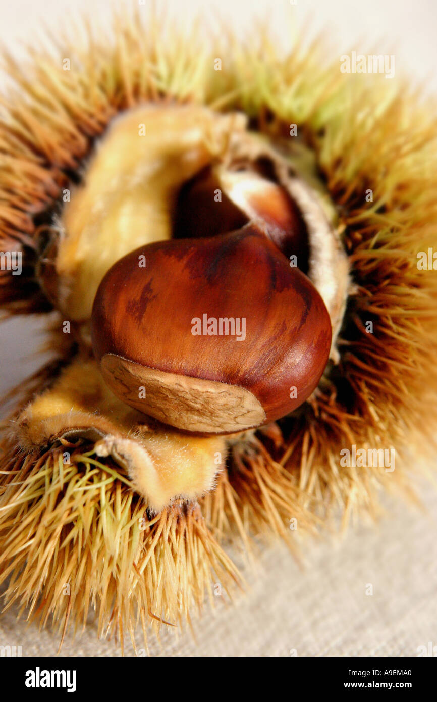 Nome comune Sweet Chestnut nome latino Castanea sativa Foto Stock