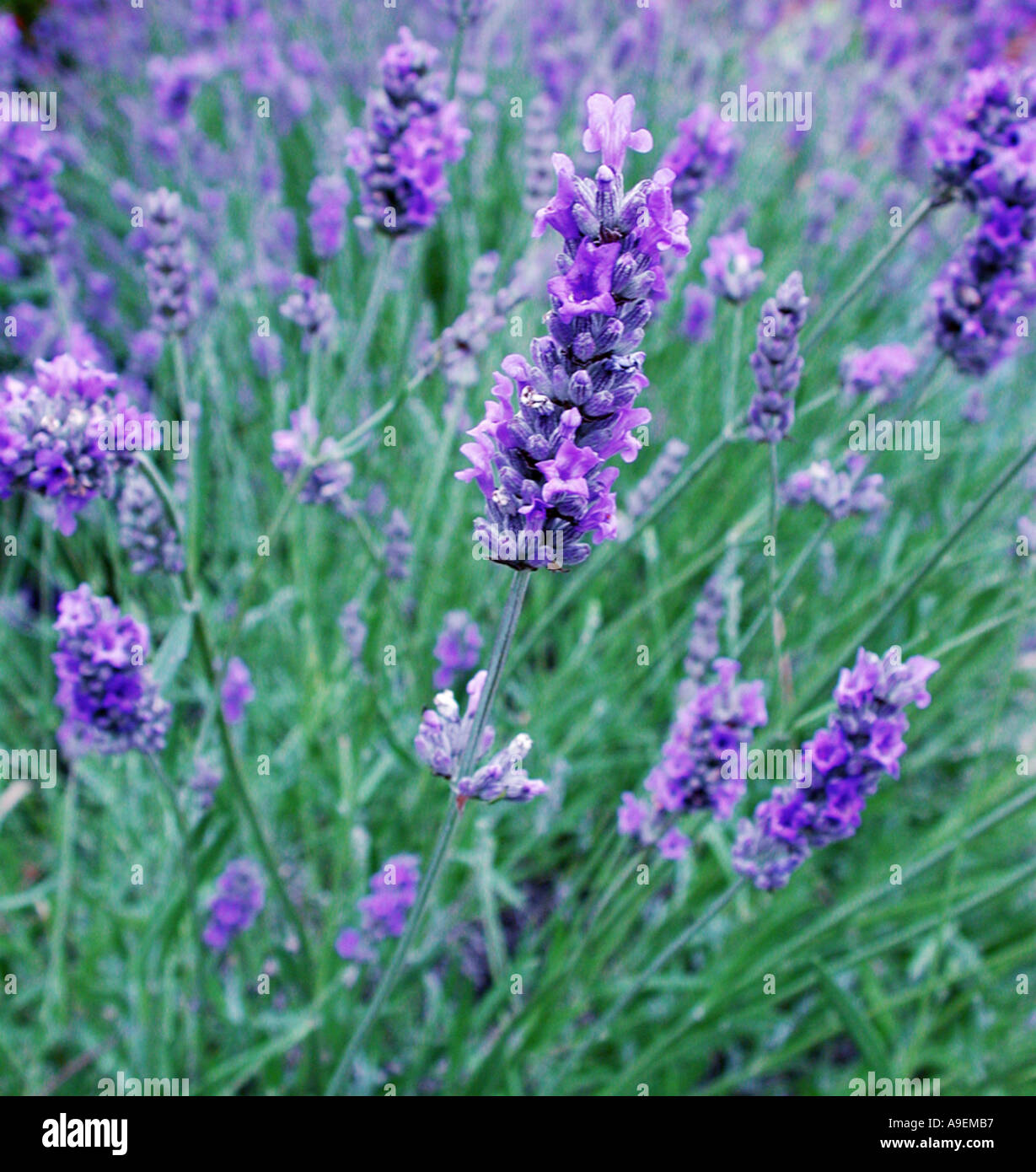 Nome comune lavanda nome latino Lavandula Foto Stock