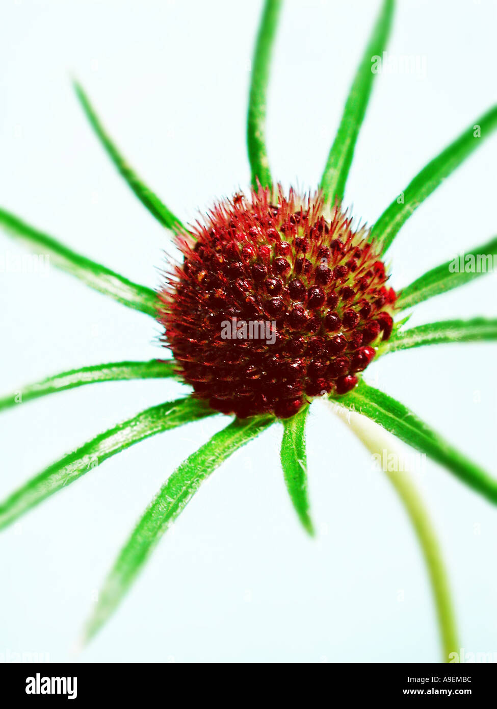 Nome comune scabious nome latino non è identica Foto Stock