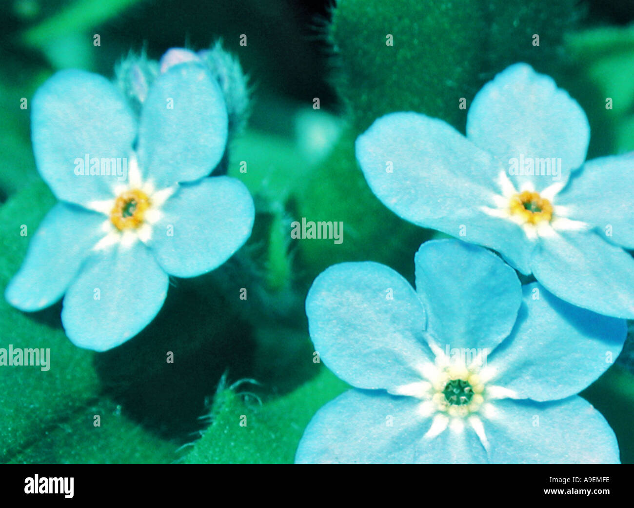 Nome comune non ti scordar di me nome latino Myosotis Foto Stock