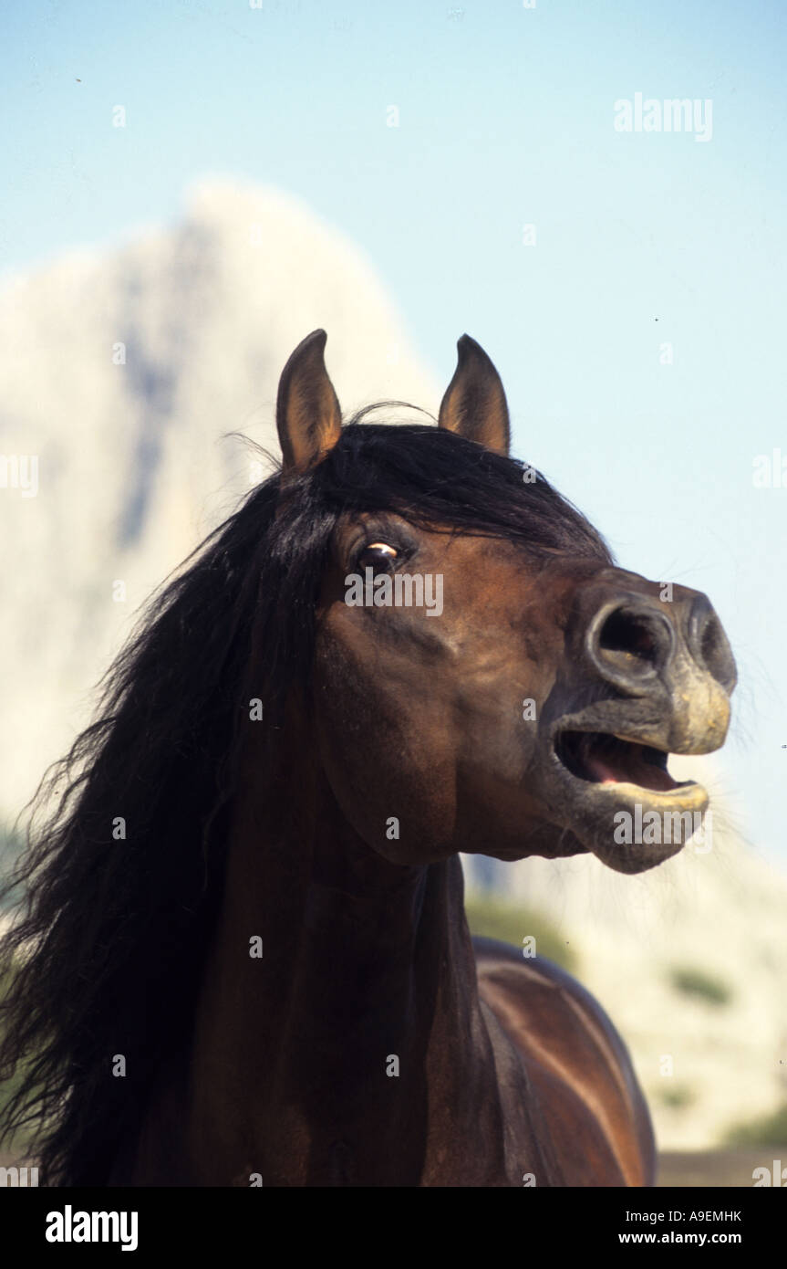 Cavallo andaluso (Equus caballus), stallone neighing Foto Stock