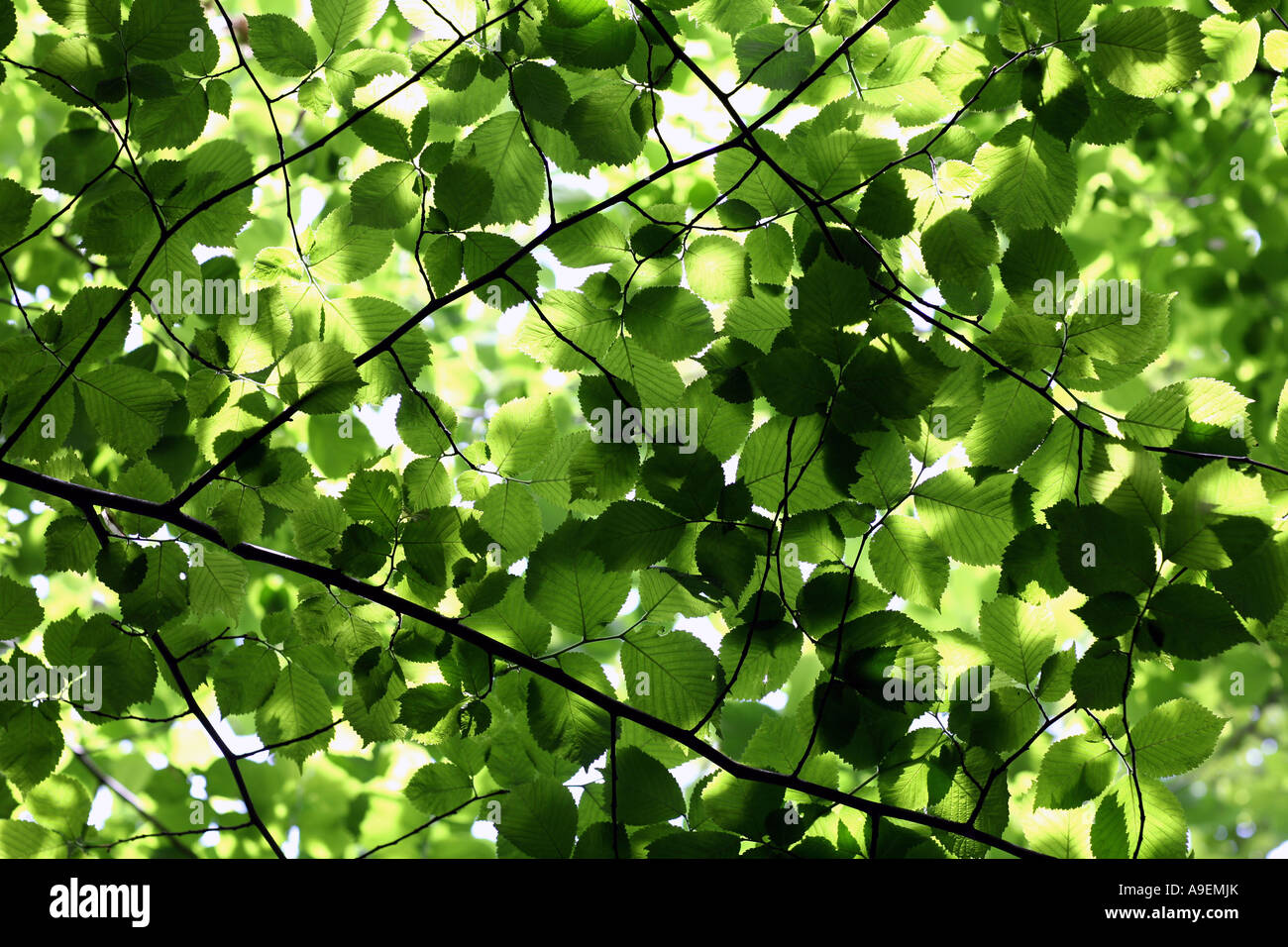 Un tetto naturale di foglie pezzata in presenza di luce solare. Foto Stock