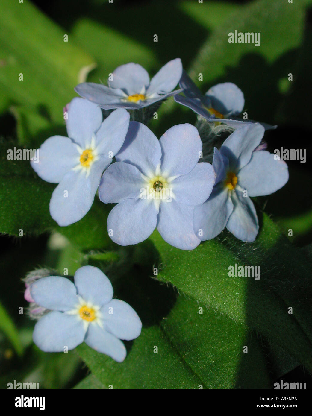 Nome comune non ti scordar di me nome latino Myosotis Foto Stock