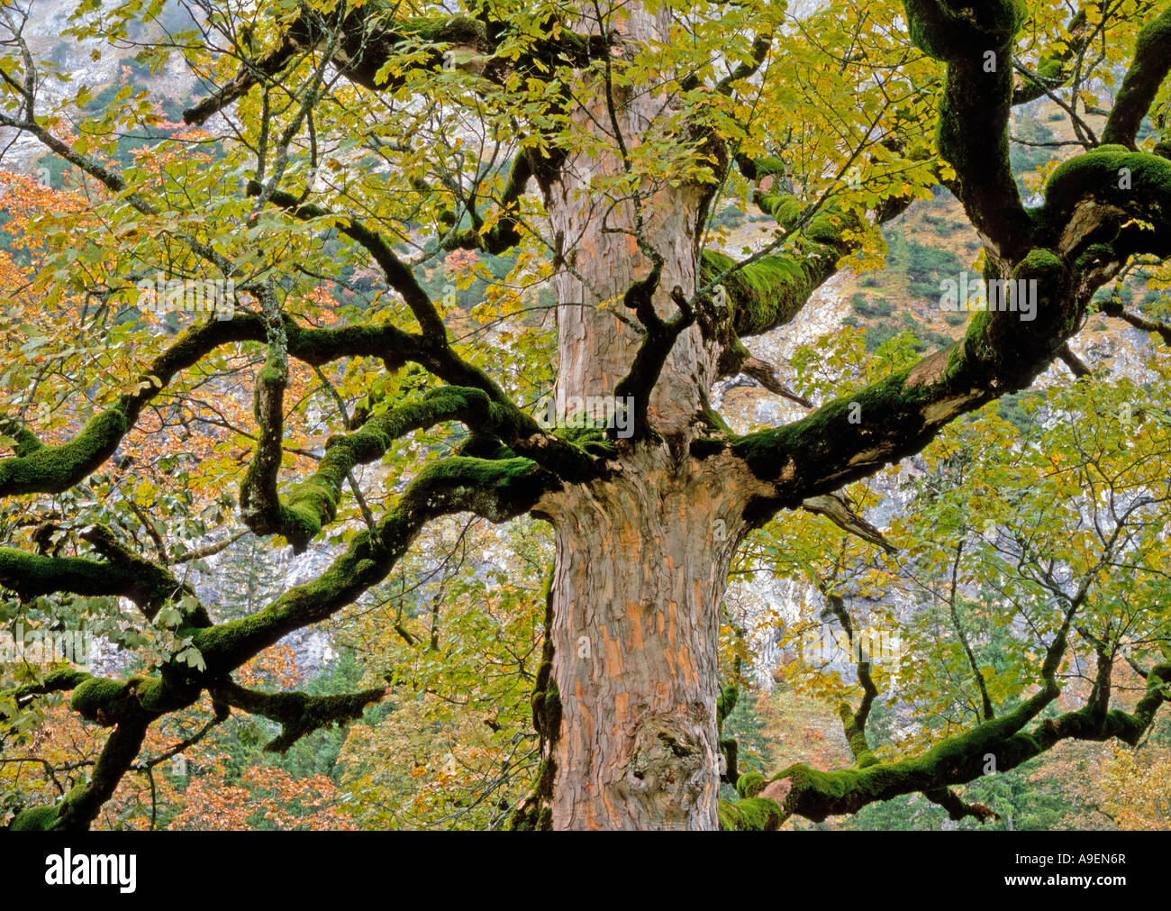 Nodose Sycamore, Acero (Acer pseudoplatanus) in Autunno colori al grande Ahornboden Foto Stock