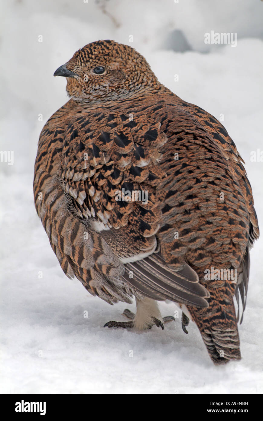 Forcelli (Tetrao tetrix, Lyrurus tetrix), femmina sulla neve Foto Stock