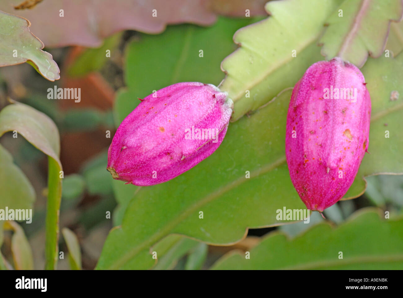 Pond Lily Cactus (Disocactus phyllanthoides), frutta Foto Stock