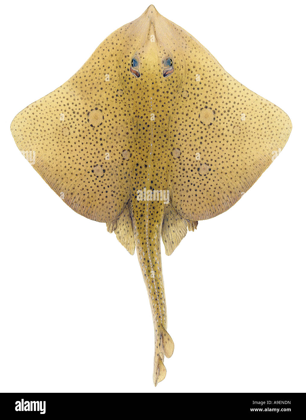 Blonde Ray (Raja brachyura), femmina, disegno Foto Stock