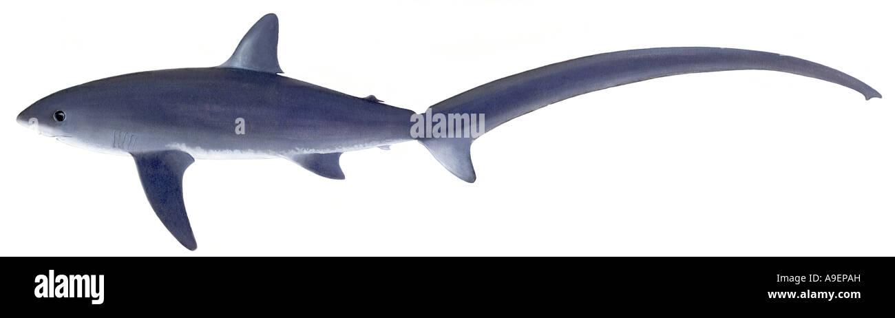 Long-tailed squalo trebbiatrice (Alopias vulpinus), disegno Foto Stock