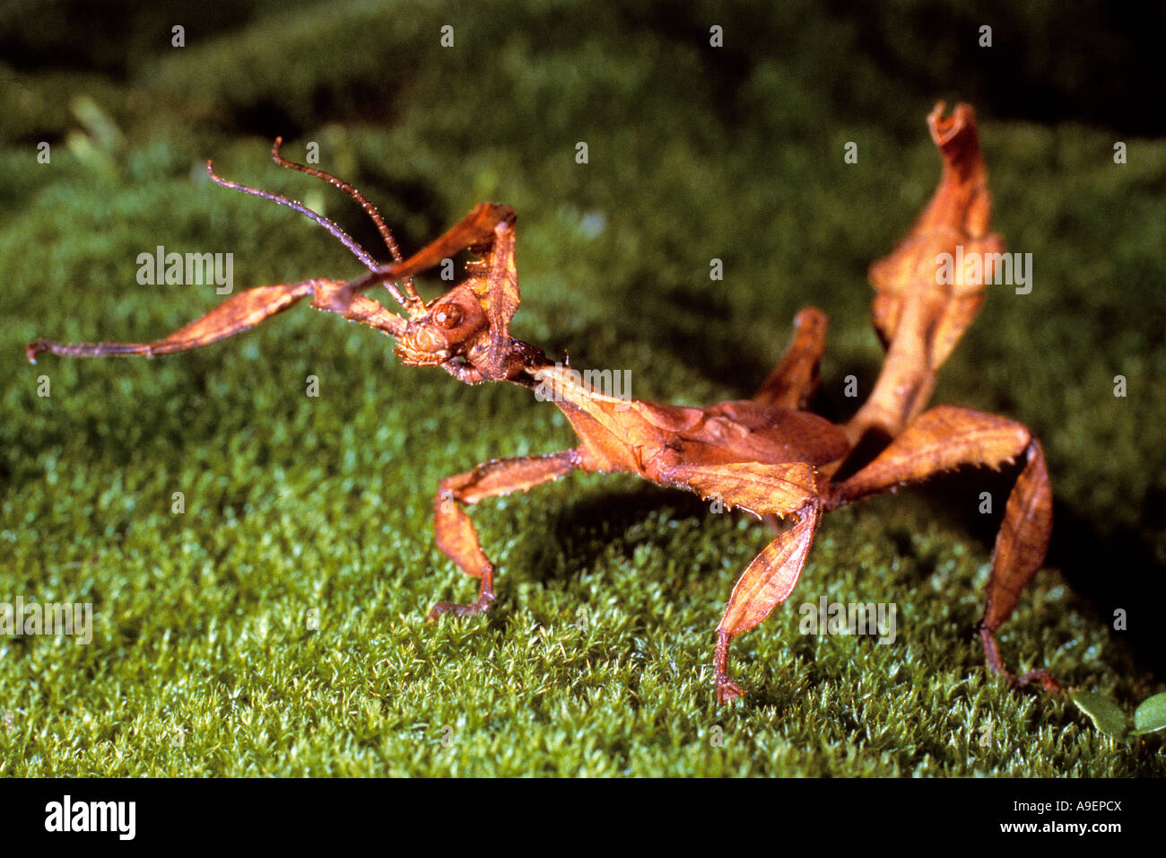 Scarola gigante Stick insetto (Extatosoma tiaratum) su MOSS, minacciando Foto Stock