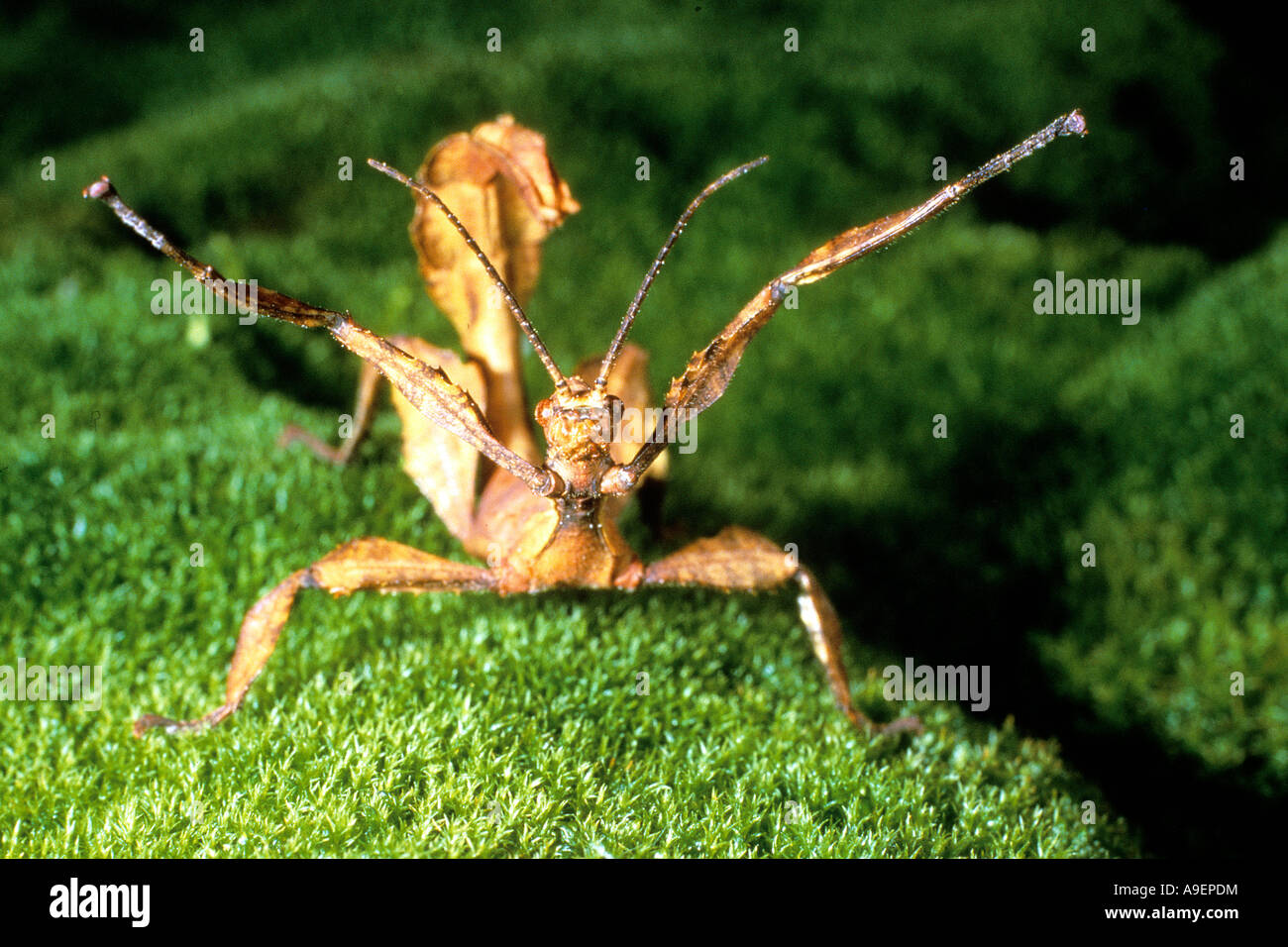 Scarola gigante Stick insetto (Extatosoma tiaratum) su MOSS, minacciando Foto Stock