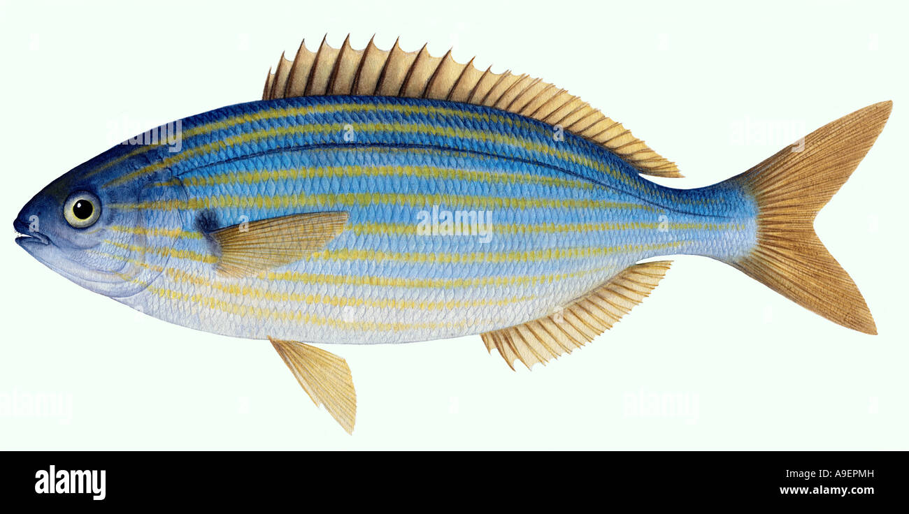 Salpe (Sarpa salpa), disegno Foto Stock