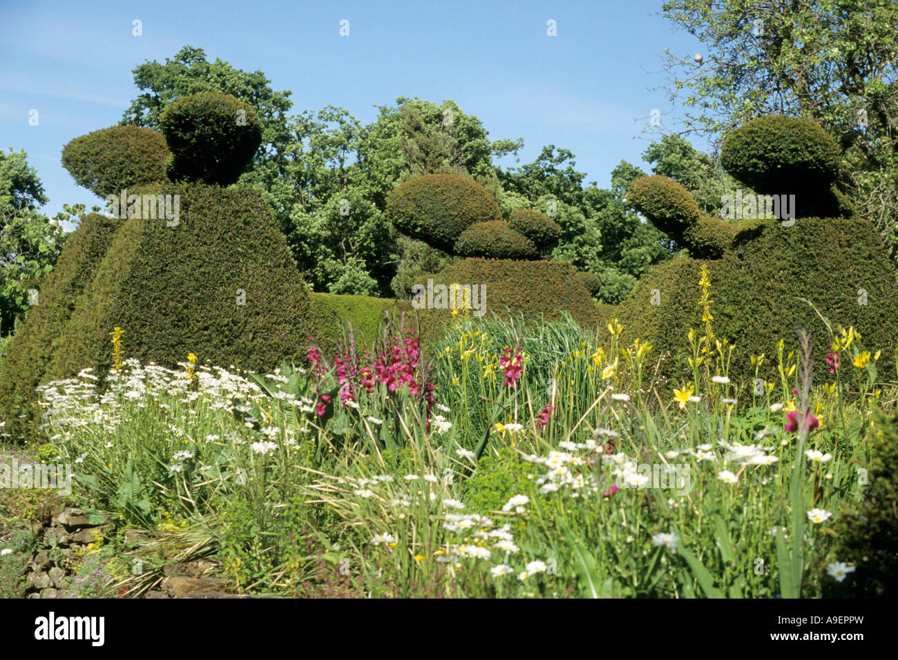 Fiori che sbocciano nella parte anteriore del Yew topiaries (Taxus baccata). Foto Stock