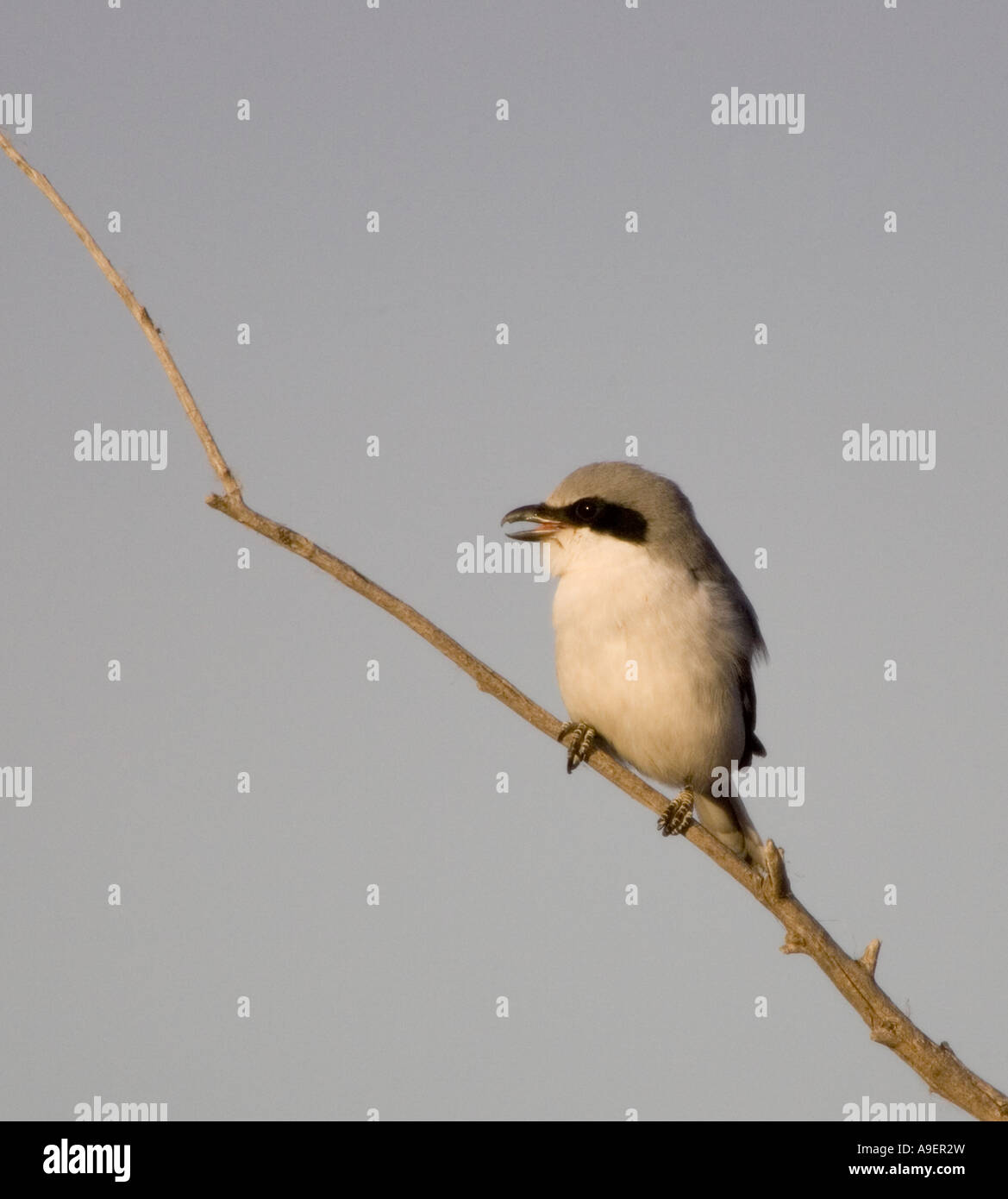 Shrike caretta con becco aperto Foto Stock