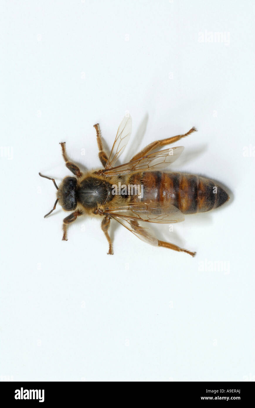 Il miele delle api, Hive Bee (Apis mellifera, Apis mellifica), queen, studio immagine Foto Stock