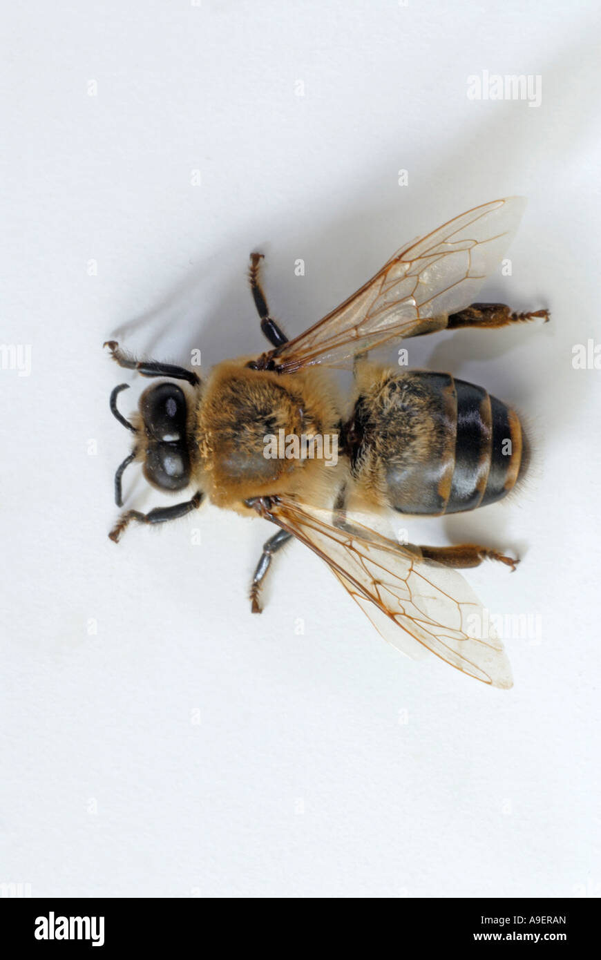 Il miele delle api, Hive Bee (Apis mellifera, Apis mellifica), drone  (maschio), studio immagine Foto stock - Alamy