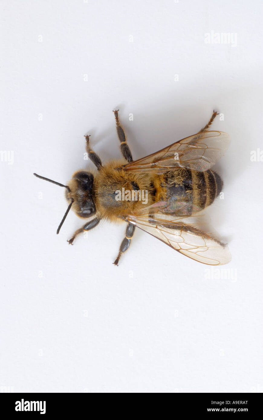 Il miele delle api, Hive Bee (Apis mellifera, Apis mellifica), il lavoratore (femmina), studio immagine Foto Stock