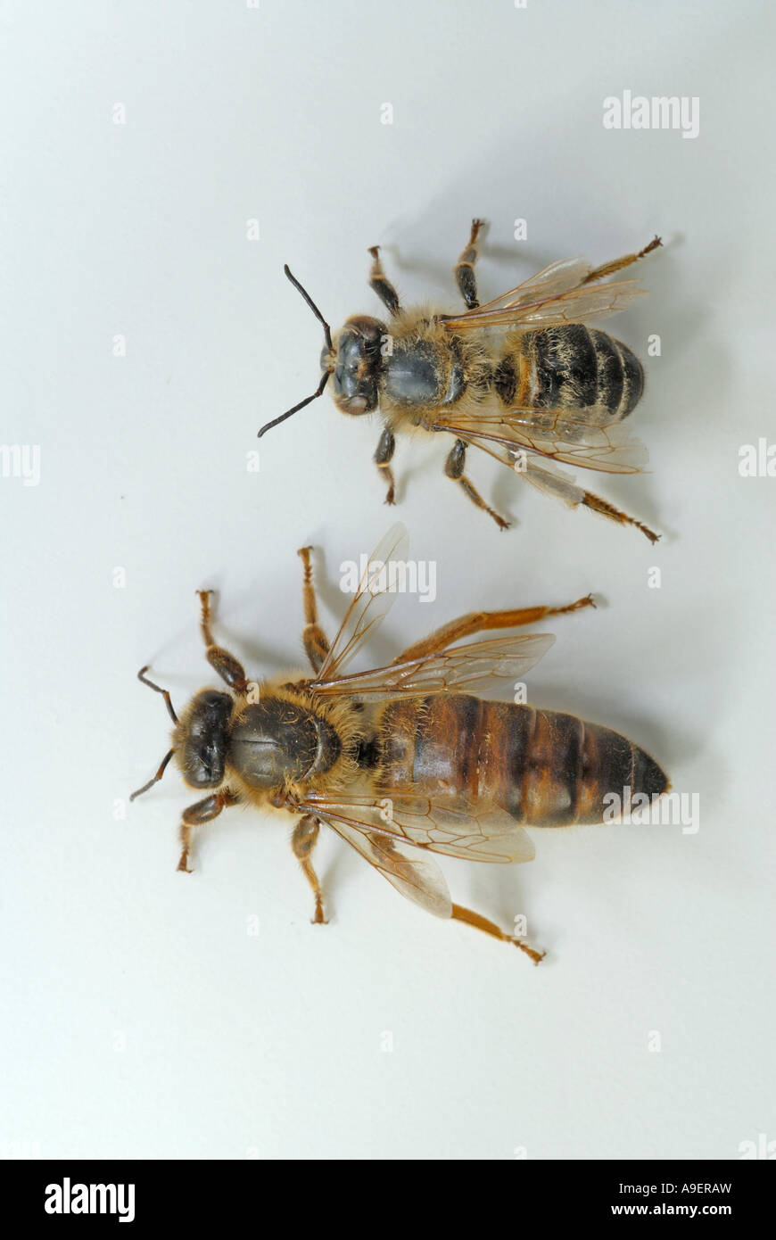 Il miele delle api, Hive Bee (Apis mellifera, Apis mellifica), regina e lavoratore (femmina), studio immagine Foto Stock