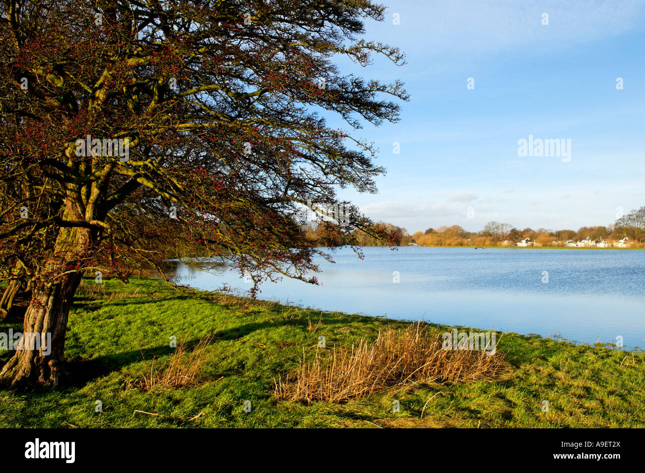 Argine del fiume Ouse sotto minaccia Foto Stock