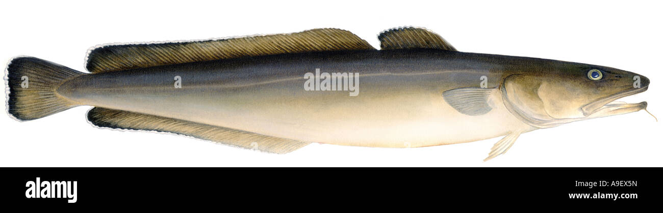 Comune di molva (Molva molva), disegno Foto Stock