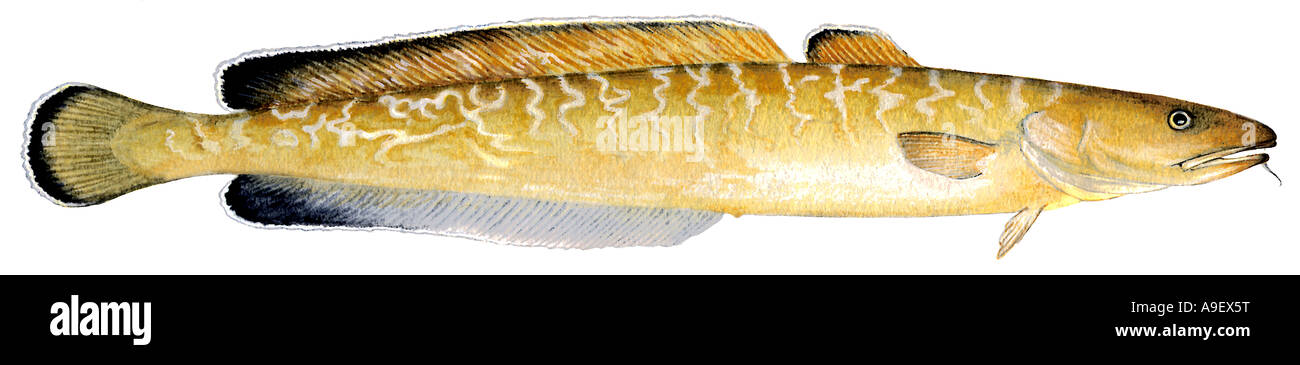 Comune di molva (Molva molva), capretti, disegno Foto Stock