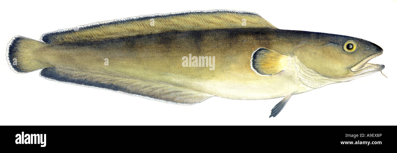 Torsk Brosmio (Brosme brosme), disegno Foto Stock