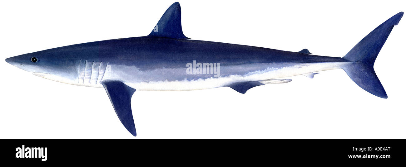 Mako Shortfinned, Makoshark (Isurus oxyrinchus), disegno Foto Stock