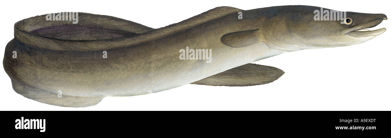 Grongo (Conger conger), disegno Foto Stock