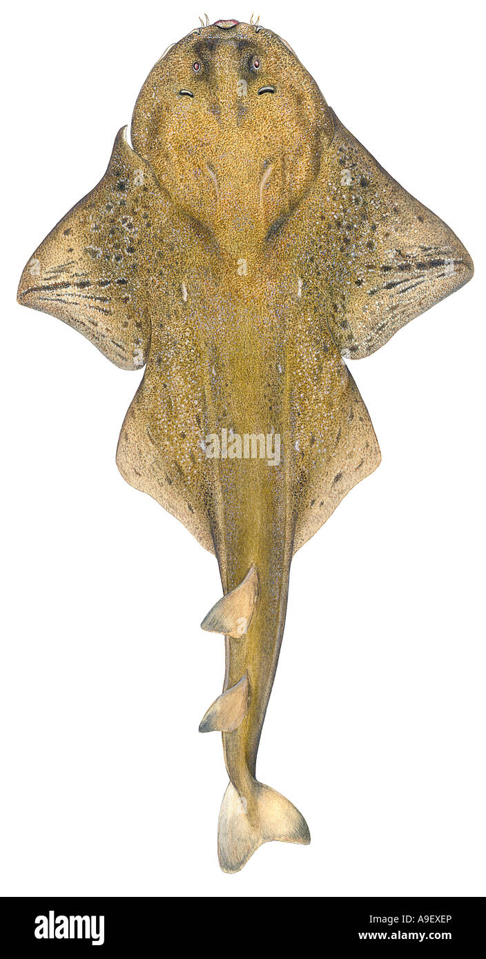Angelshark (Squatina squatina) disegno Foto Stock