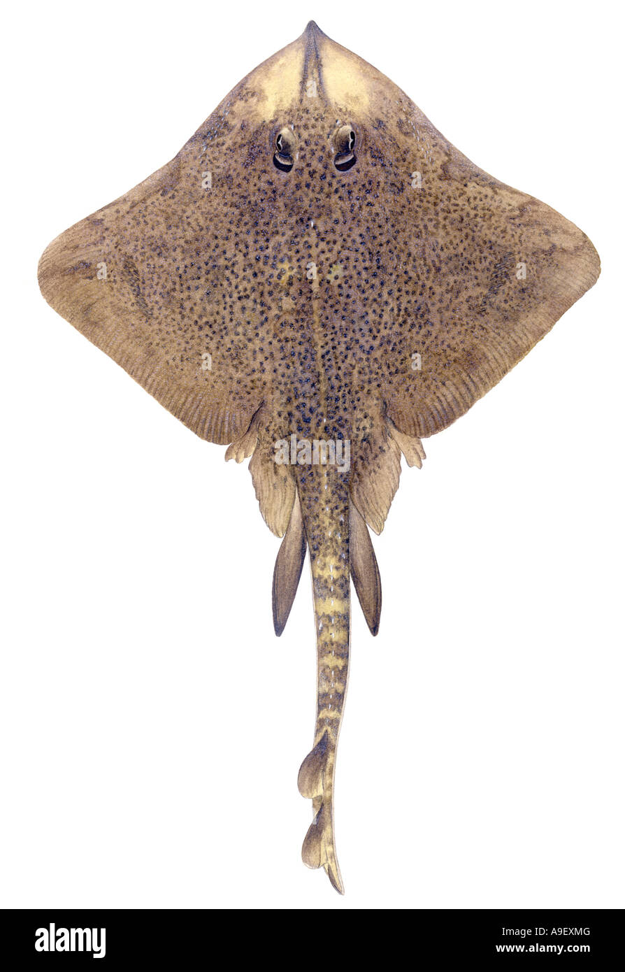 Thornback Ray (Raja clavata), maschio, disegno Foto Stock