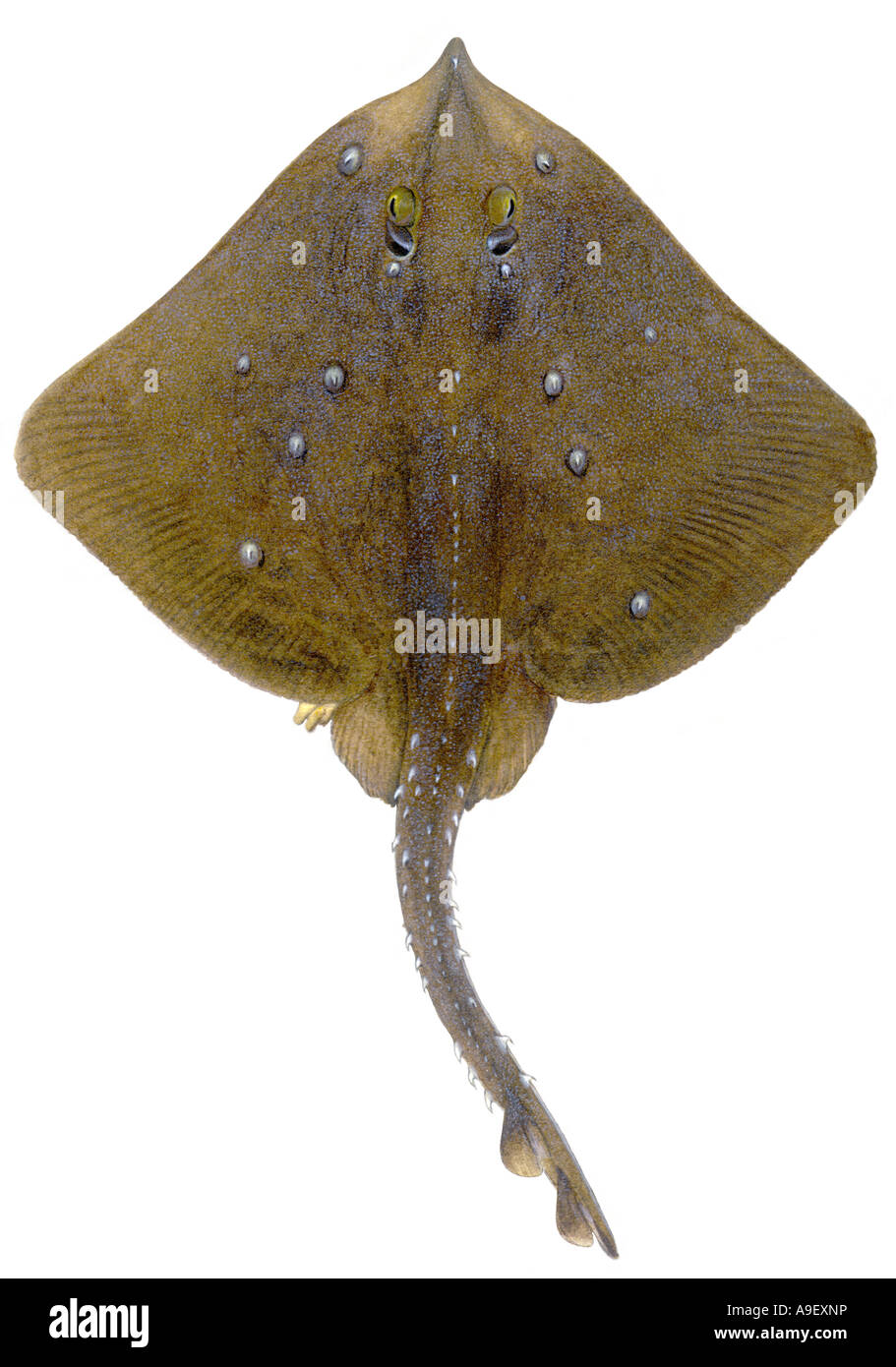 Thornback Ray (Raja clavata), femmina, variazione di colore con grandi spine, disegno Foto Stock