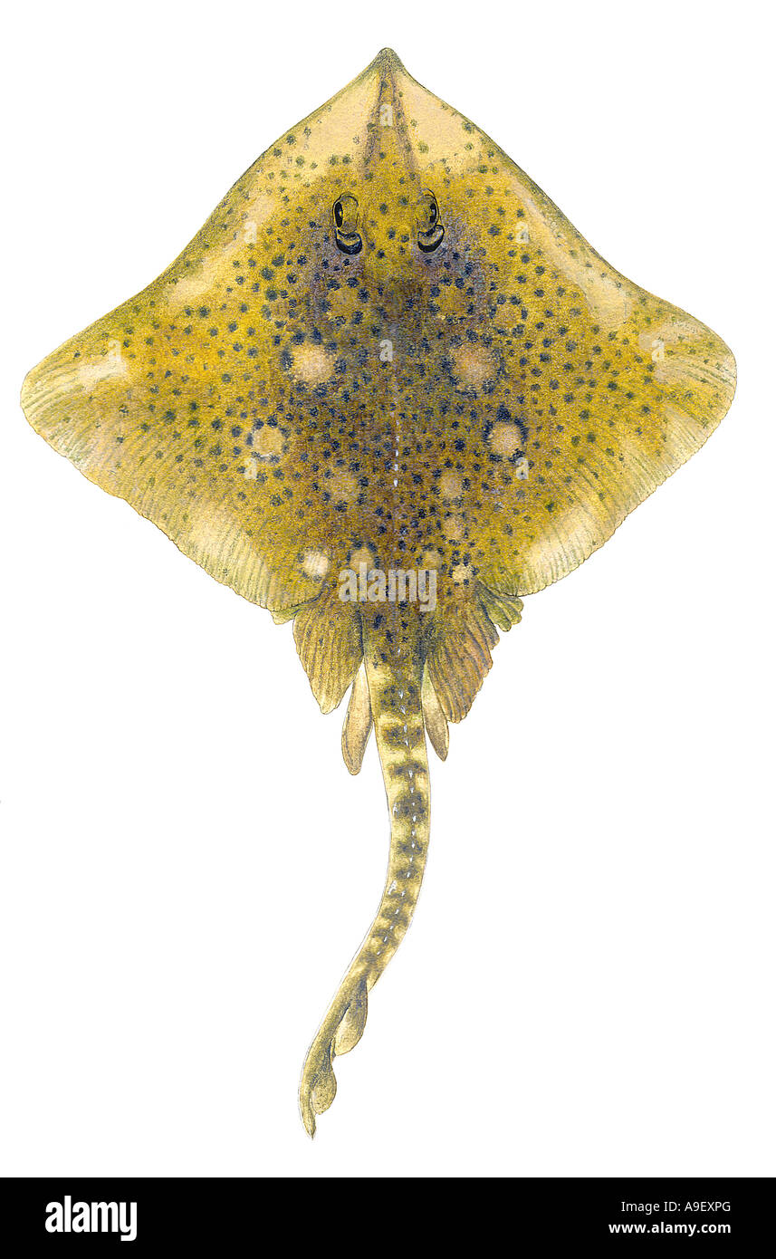 Thornback Ray (Raja clavata), il maschio, la variazione di colore imitando: biondo Ray, disegno Foto Stock