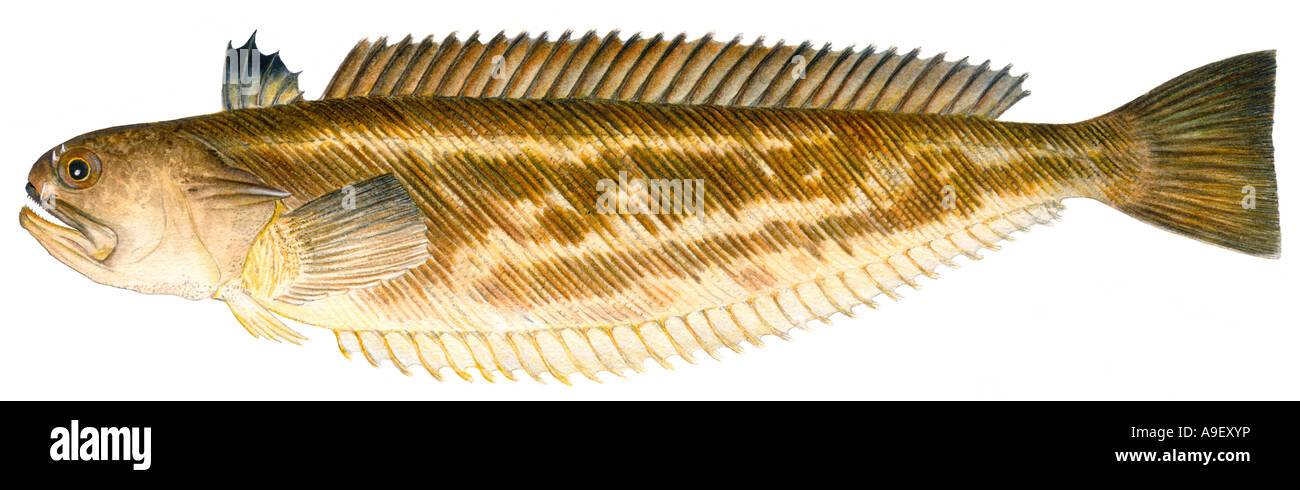 Maggiore Weever (Trachinus draco), disegno Foto Stock