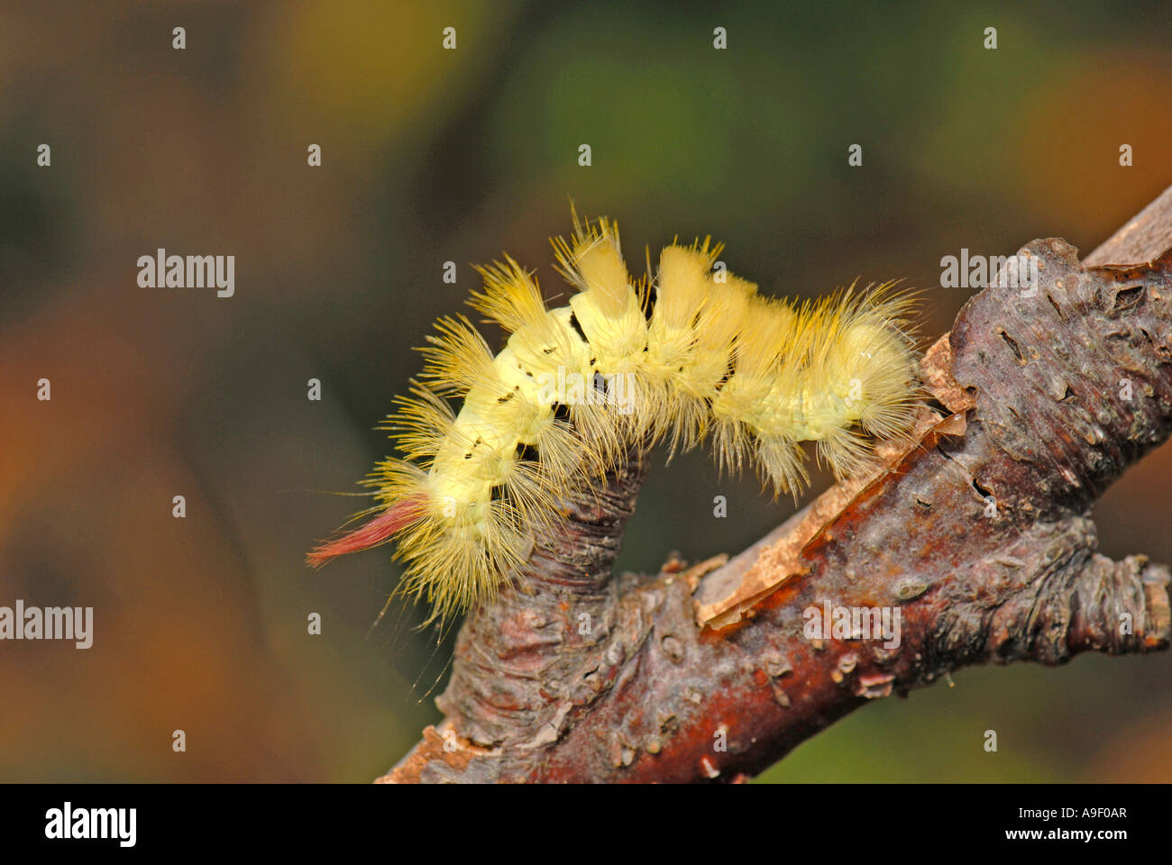 Pale Tussock, coda rossa di Tarma (Dasychira pudibunda, Calliteara pudibunda), Caterpillar Foto Stock