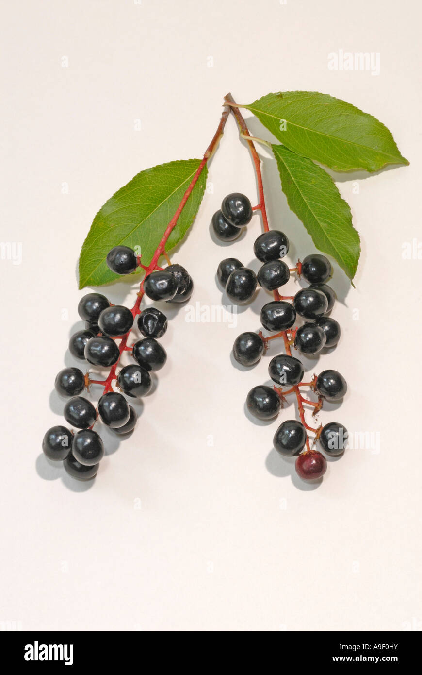 Amarena (Prunus serotina), ramoscello con frutta, studio immagine Foto Stock