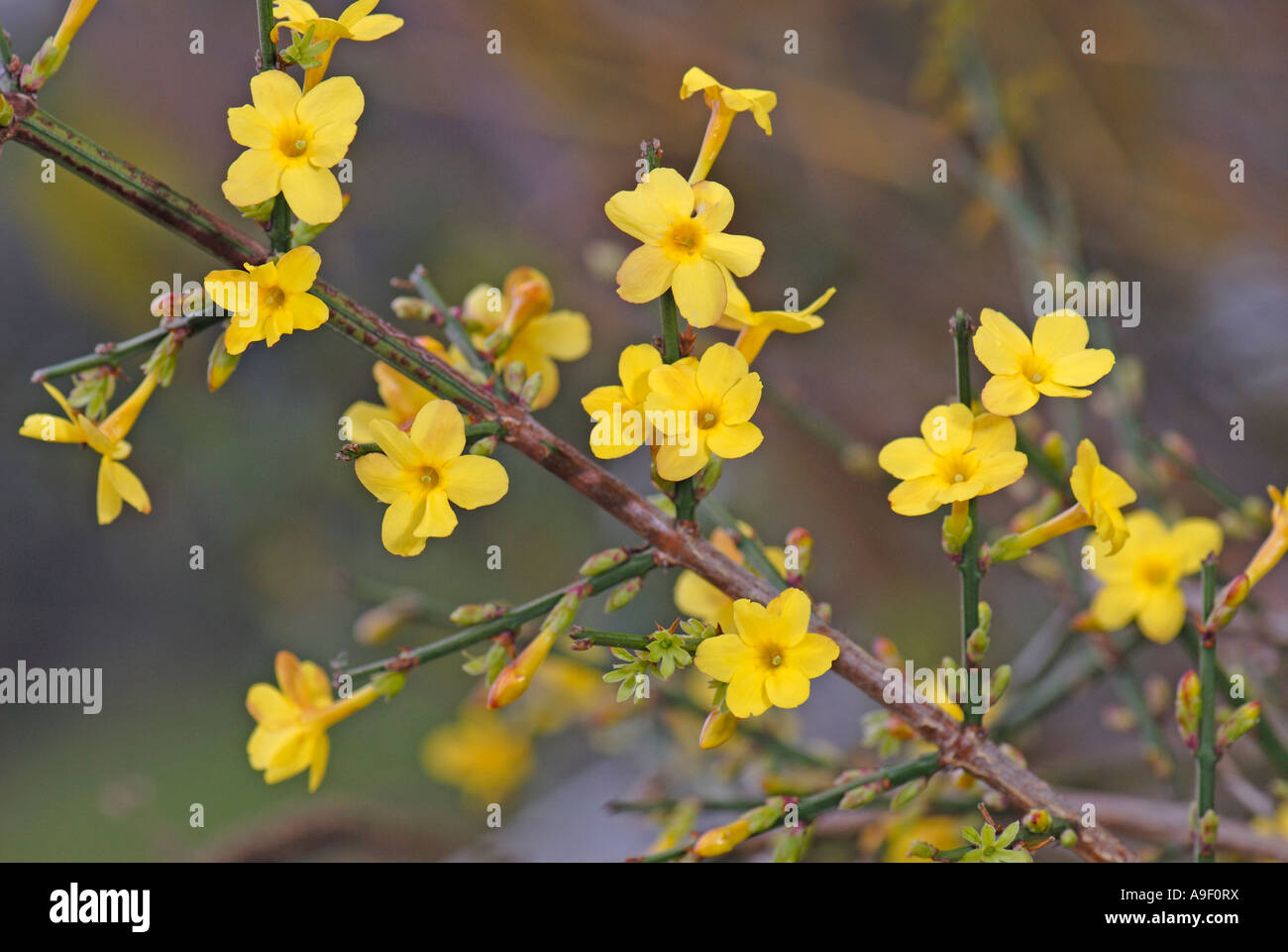 Inverno Jasmine (Jasminum nudiflorum), fioritura ramoscello Foto Stock