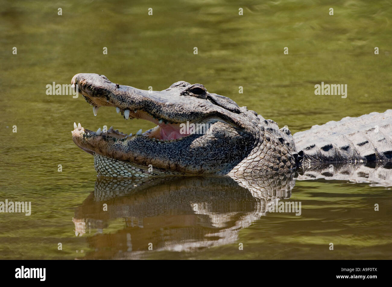Alligatore con bocca aperta Gatorland - Orlando - Florida - USA - US - Stati Uniti d'America Foto Stock