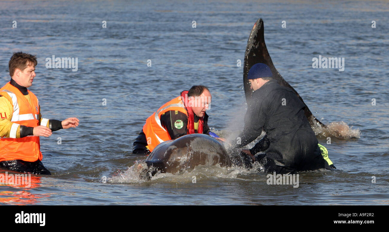 Una bottiglia di nord-becchi balena è arenato nel fiume Tamigi al fine di prendere il suo ritorno al mare aperto, Londra, 21 Gennaio 2006 Foto Stock