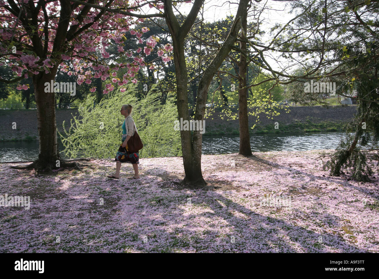 La molla Blossom Bute Park fiume Taff Cardiff Galles del Sud, Regno Unito Foto Stock