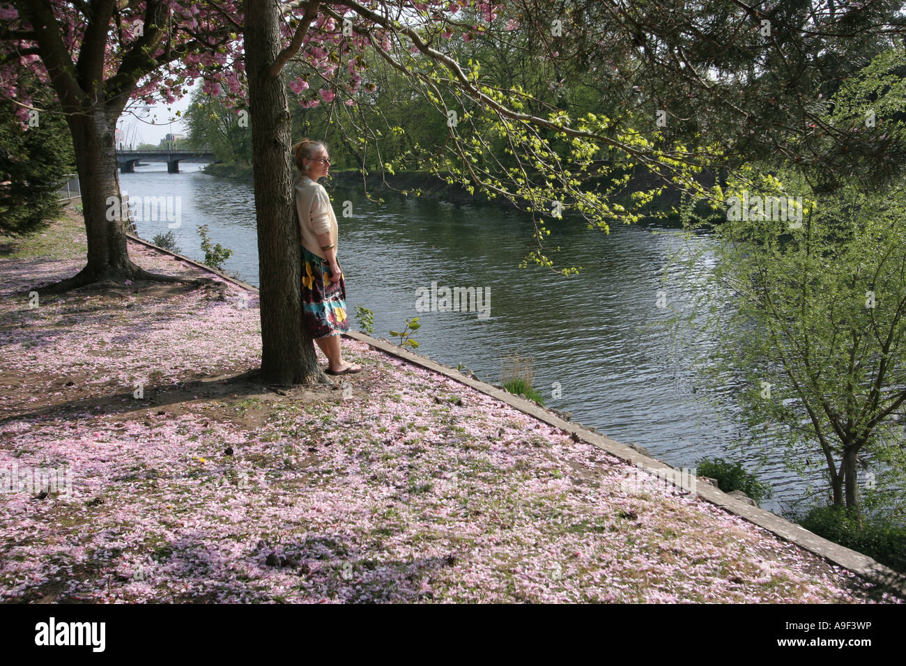 La molla Blossom Bute Park fiume Taff Cardiff Galles del Sud, Regno Unito Foto Stock