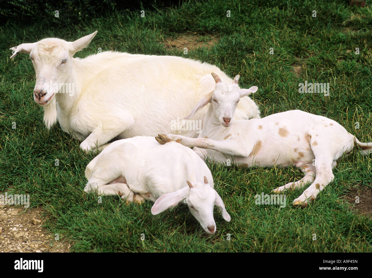 Capre, capra madre e due bambini, animali domestici, affascinante gruppo familiare, accattivante e attraente Foto Stock