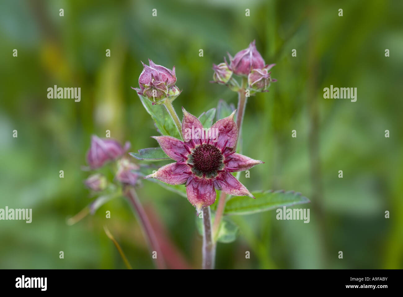 Acqua Avens Geum rivale Foto Stock