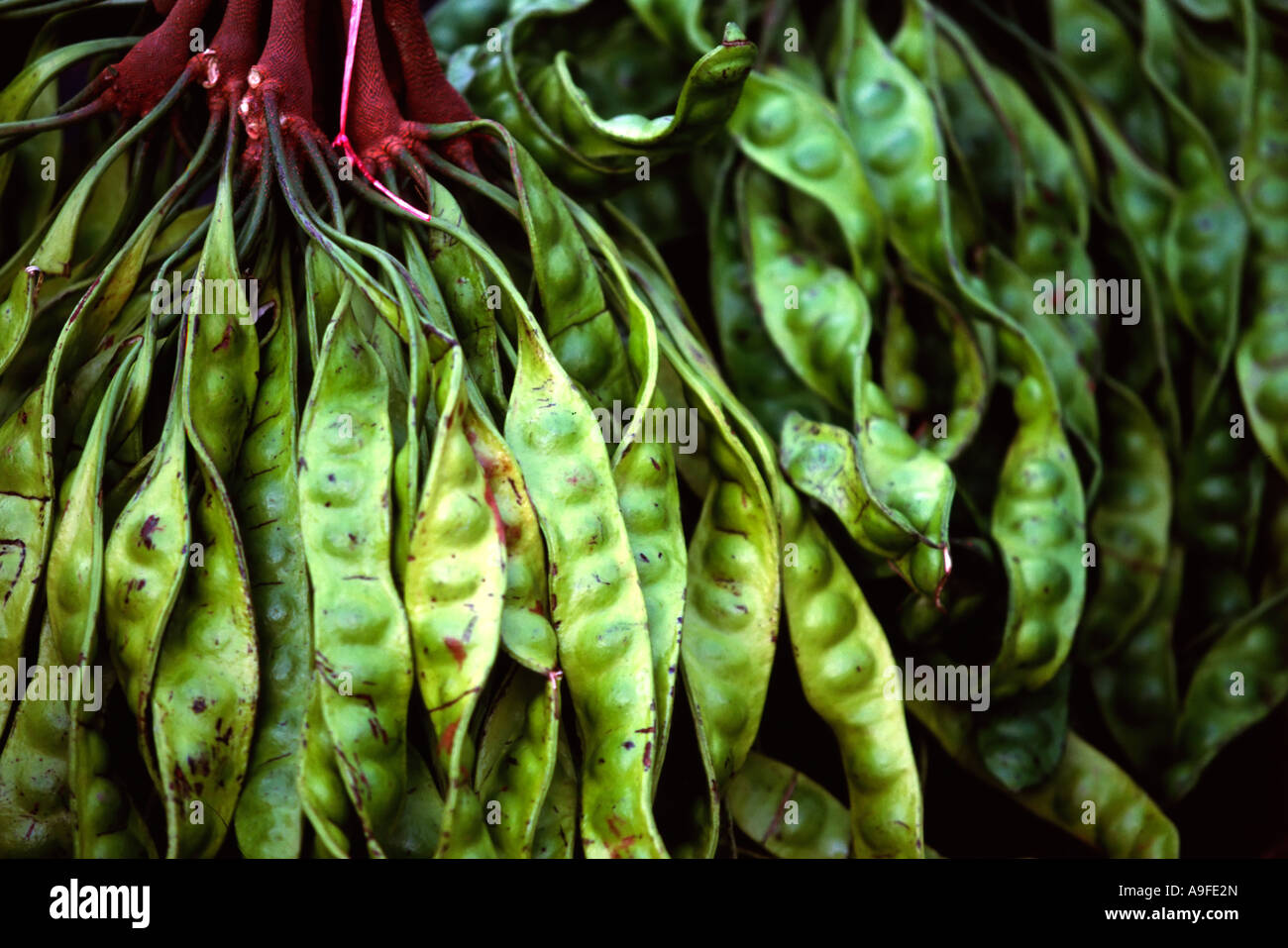 Asia, Thailandia, fetente fagioli (Parika speciosa) Foto Stock