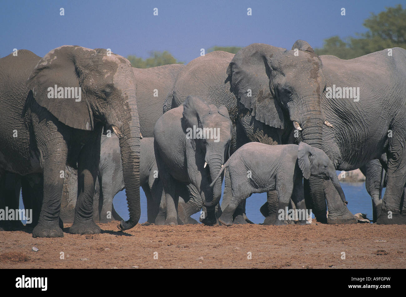 Femmine di elefante e i vitelli in waterhole Etosha National Park Namibia Foto Stock