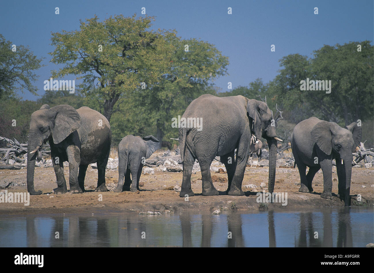 Femmine di elefante e i vitelli in waterhole Etosha National Park Namibia Foto Stock