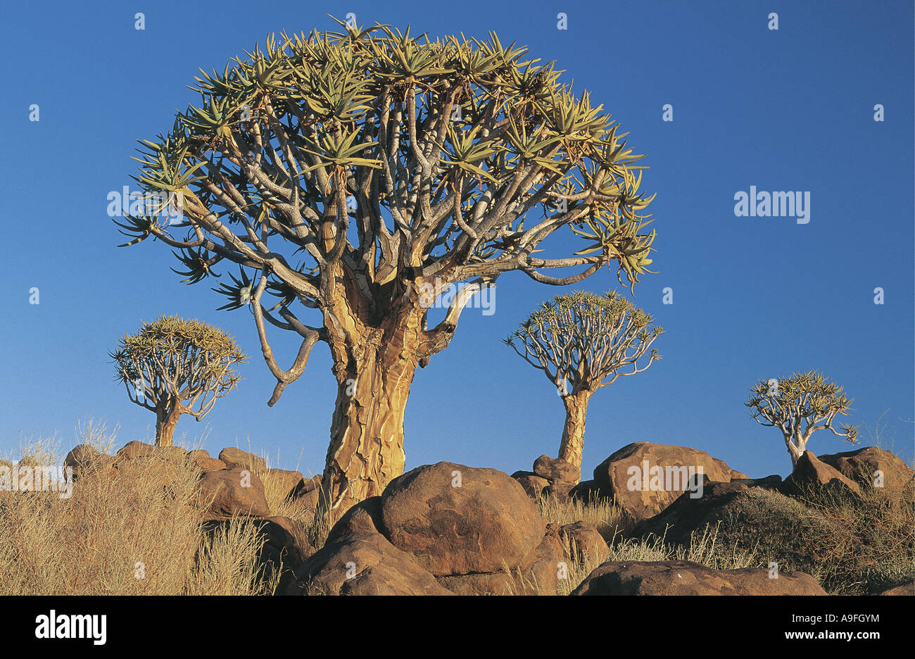Faretra alberi tra enormi massi Keetmanskoop Namibia Foto Stock