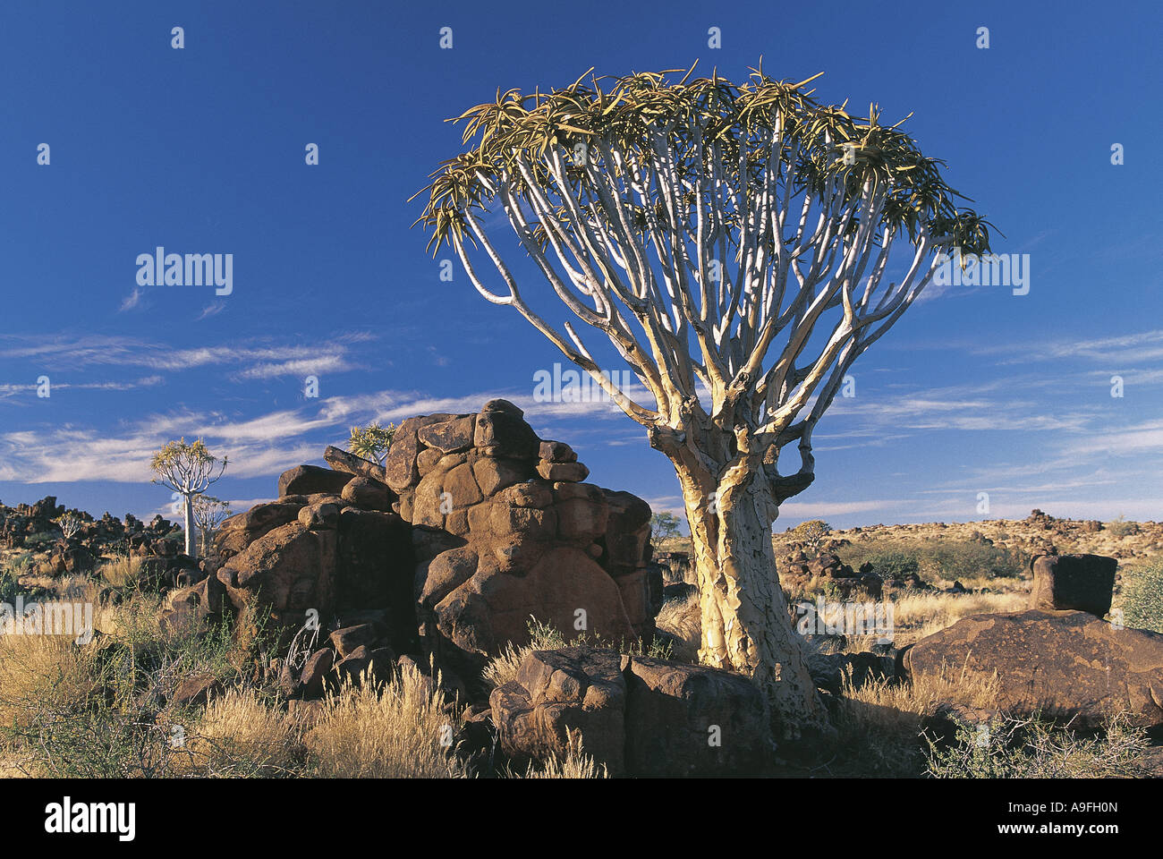 Faretra alberi tra massi di granito in Keetmanskoop Namibia Foto Stock